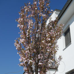 Cerezo del Japón con porte columnar 'Amanogawa'